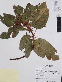 Arbutus xalapensis image