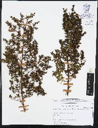 Larrea tridentata image