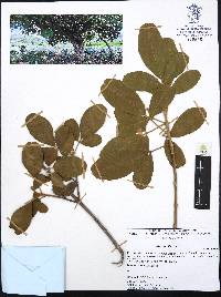 Vitex mollis image