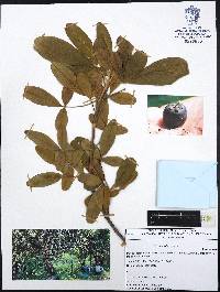 Vitex mollis image