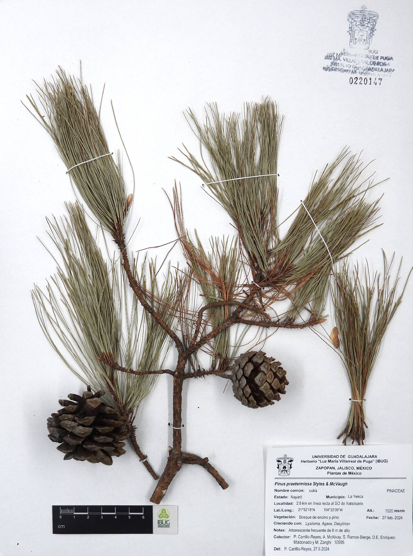 Pinus praetermissa image