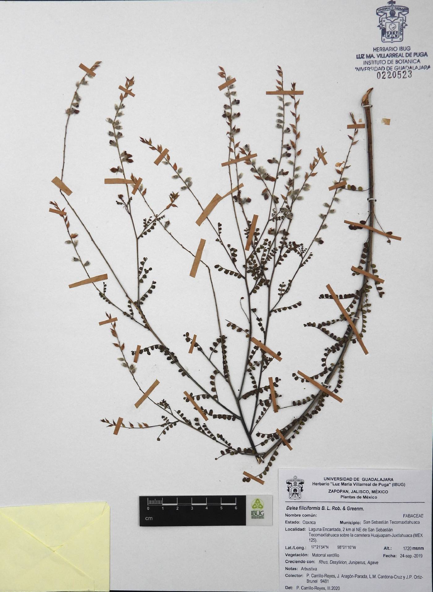 Dalea filiciformis image