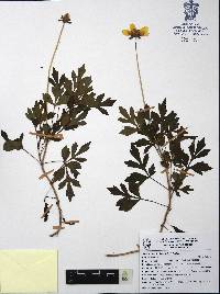 Bidens ostruthioides image