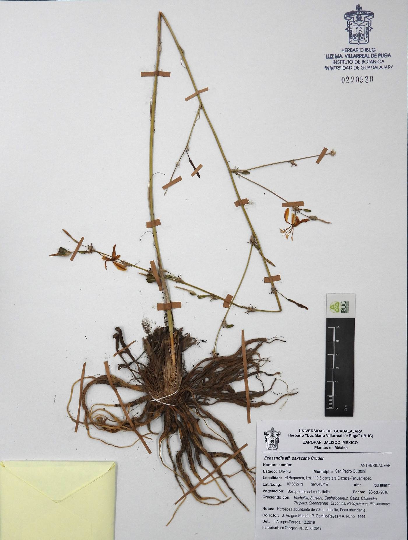 Echeandia oaxacana image