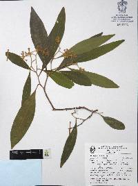 Daphnopsis mexiae image