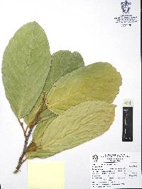 Quararibea funebris image
