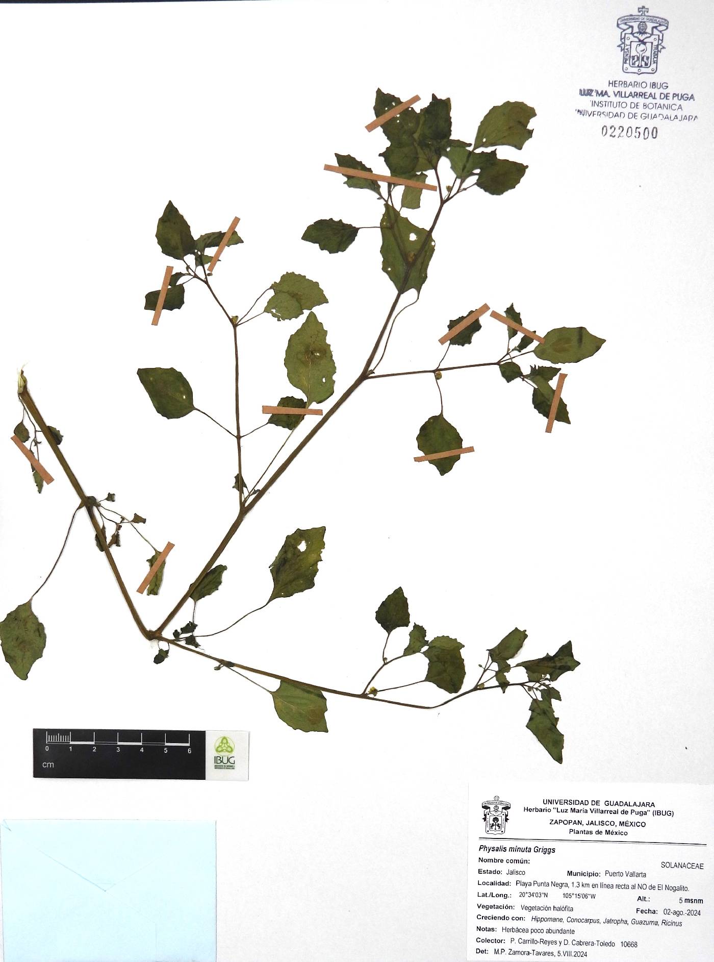 Physalis minuta image