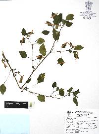 Physalis minuta image