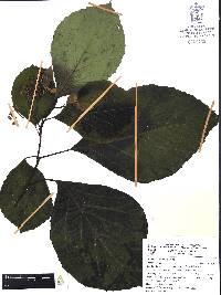 Cordia salvadorensis image
