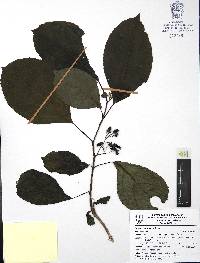 Cordia salvadorensis image
