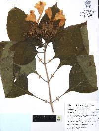 Ruellia jaliscana image
