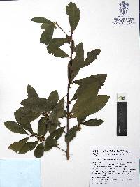 Myrsine juergensenii image