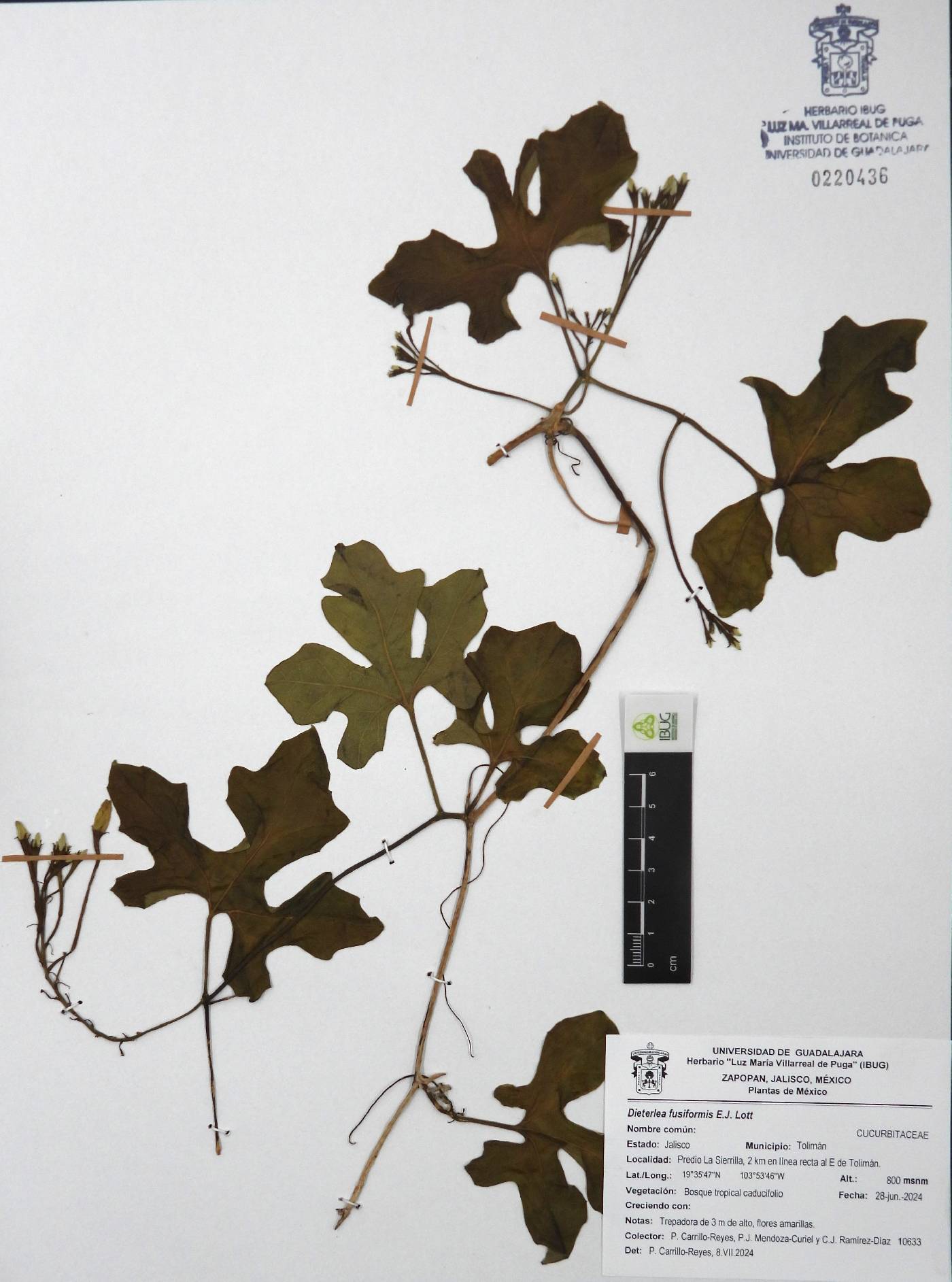 Dieterlea image