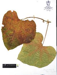 Jatropha curcas image