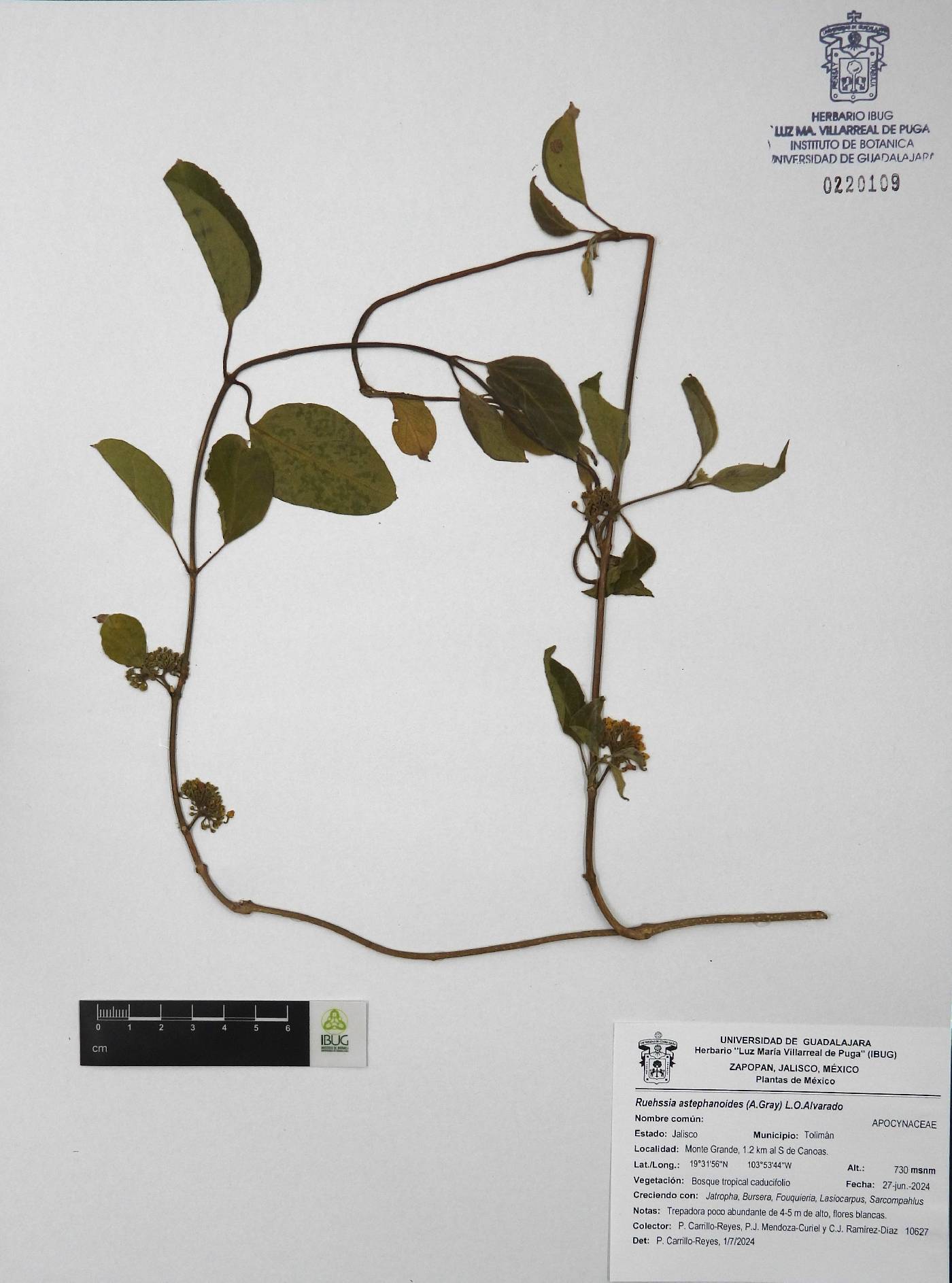 Ruehssia astephanoides image