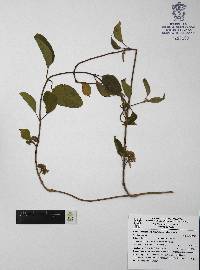Media resource of Ruehssia astephanoides