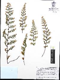 Myriopteris allosuroides image
