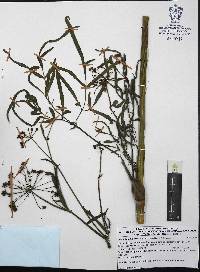 Donnellsmithia mexicana image