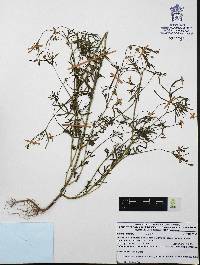 Bidens lemmonii image