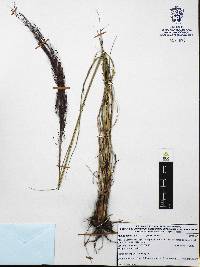 Muhlenbergia rigida image