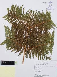 Sphaeropteris horrida image