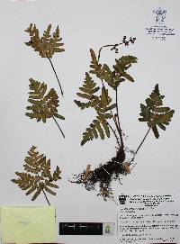 Cheiloplecton rigidum image