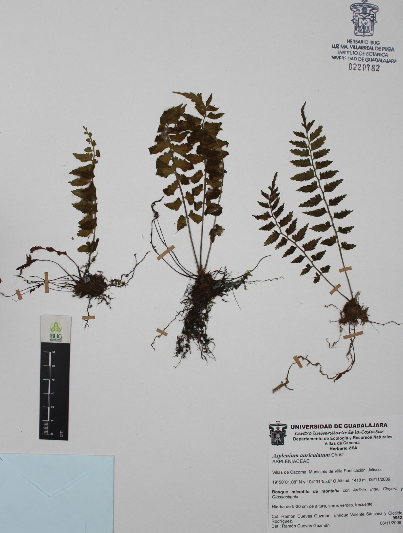 Asplenium auriculatum image
