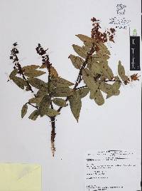 Gaultheria acuminata image