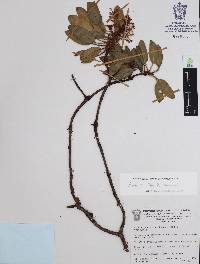 Arbutus tessellata image