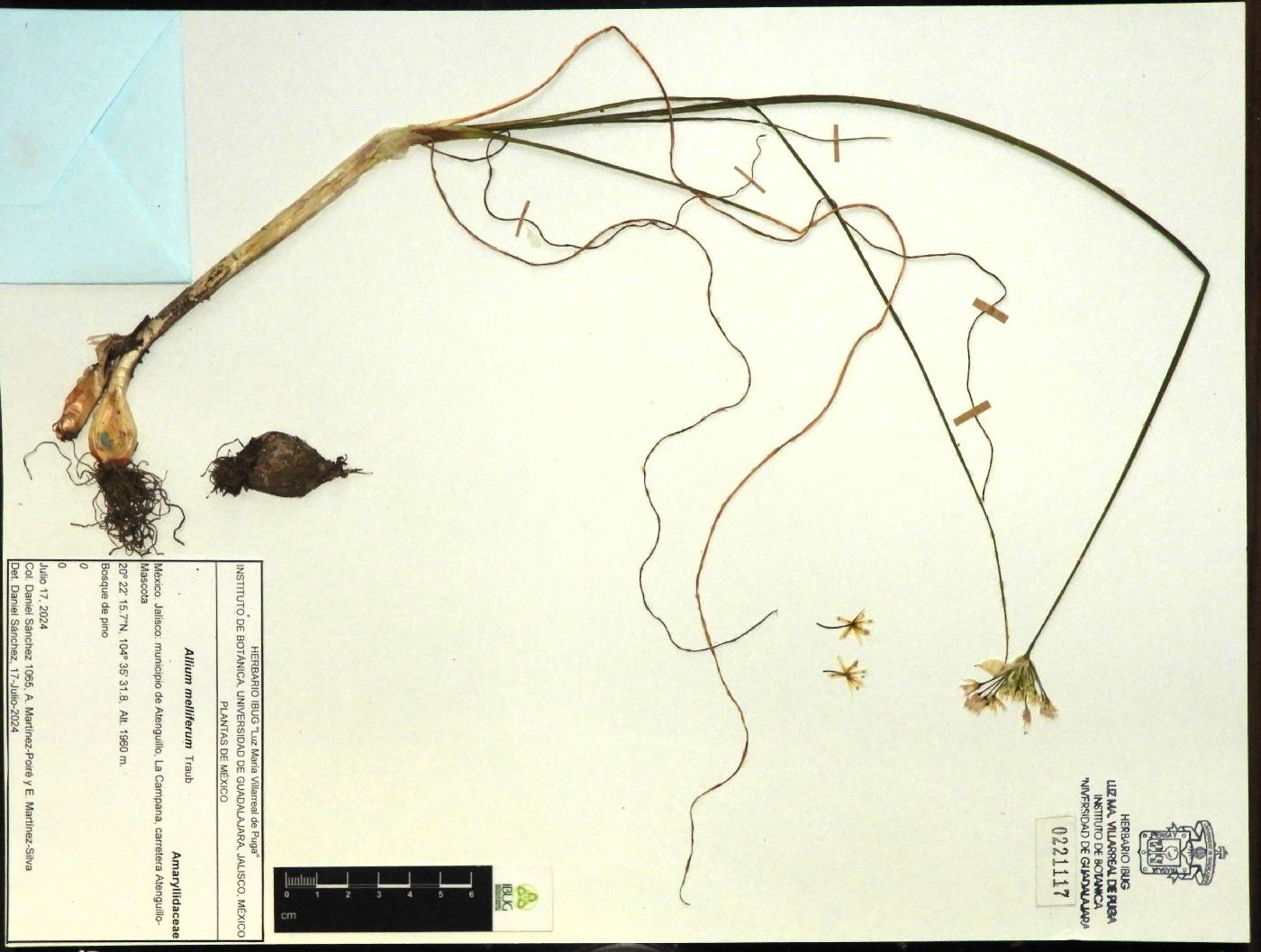 Allium melliferum image