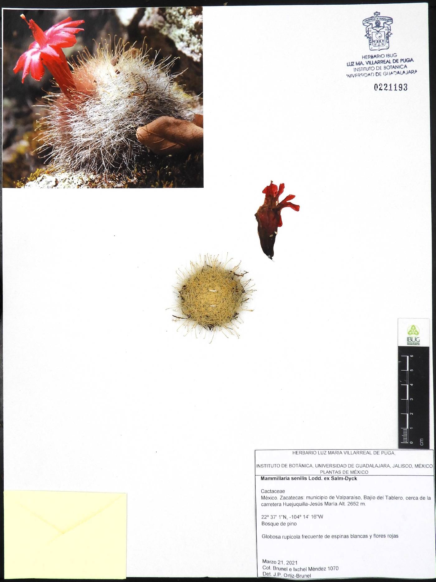 Mammillaria senilis image