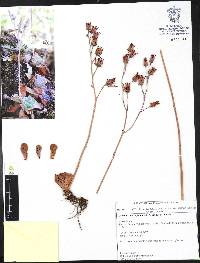 Media resource of Echeveria cerrograndensis
