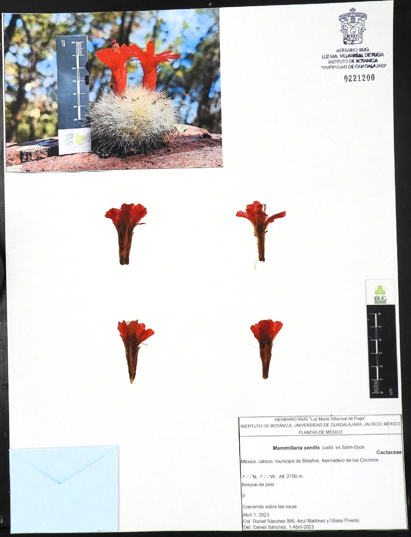 Mammillaria senilis image