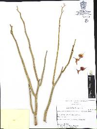 Euphorbia lomelii image