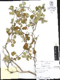 Jatropha cinerea image