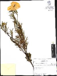 Hunnemannia fumariifolia image