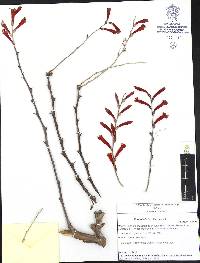 Fouquieria leonilae image