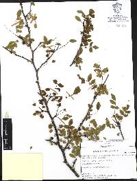 Bursera fagaroides image