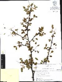 Bursera fagaroides image