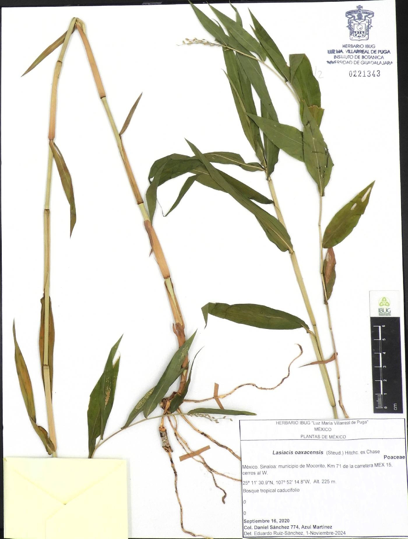 Lasiacis oaxacensis image