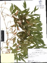 Lasiacis oaxacensis image
