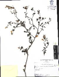 Cordia parvifolia image