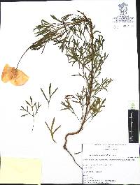 Hunnemannia fumariifolia image