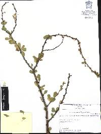 Jatropha cuneata image