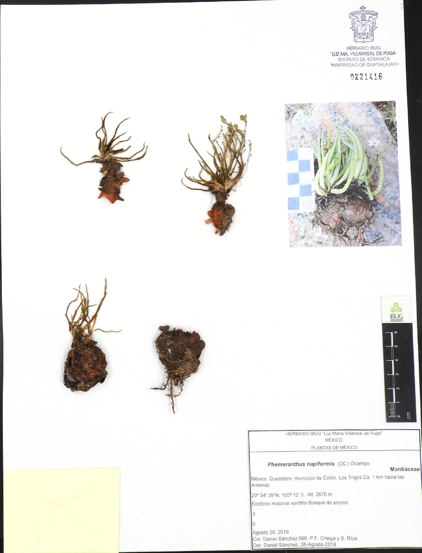 Phemeranthus napiformis image