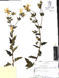 Mentzelia hispida image