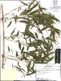 Lasiacis ruscifolia image