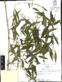 Lasiacis ruscifolia image