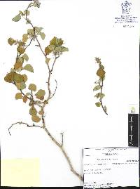 Jatropha cinerea image