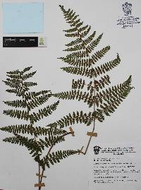 Dryopteris maxonii image
